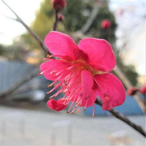 紅梅樹|梅の種類｜花が咲く季節はいつ？花梅や実梅が時期は 